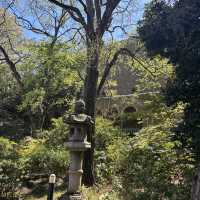 Campus in Bloom – A Serene Spring Walk Through Waseda University