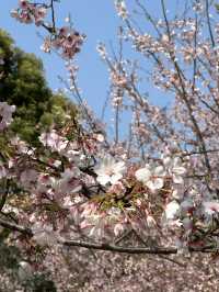 Shanghai's Cherry Blossoms 🌸