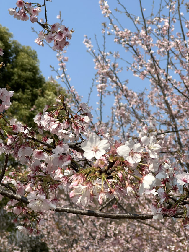 Shanghai's Cherry Blossoms 🌸