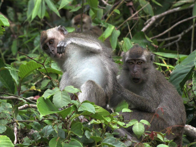 Wild & Wondrous: My Jungle Adventure on Kinabatangan River! 🌿🐘