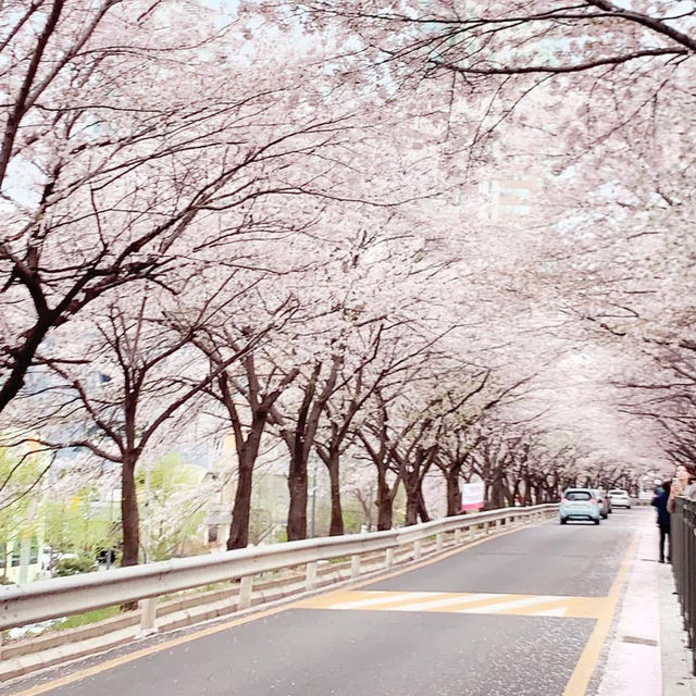 ❤️ 韓國。首爾｜道林川站 도림천역。賞櫻❤️