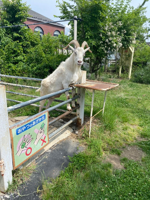 【1泊2日】自然と緑絶景を楽しむ特急あずさで行く松本旅行🚄