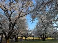 Inariyama Park Cherry Blossoms Guide | Tokyo's Hidden Sakura Sanctuary
