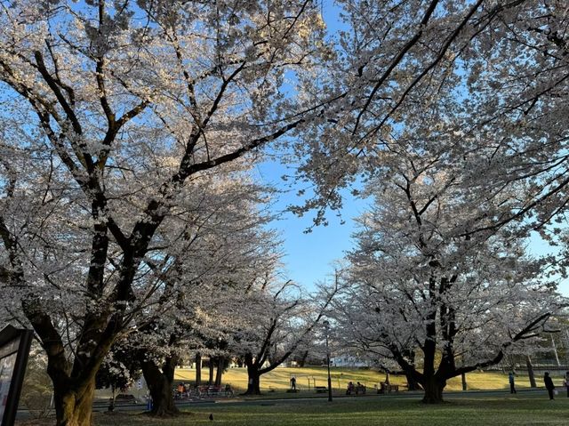 Inariyama Park Cherry Blossoms Guide | Tokyo's Hidden Sakura Sanctuary