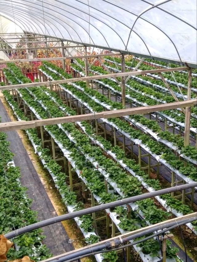 🍓 A Sweet Retreat at Genting Strawberry Leisure Farm!
