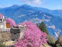 Cingjing Farm Cherry Blossoms: A Floral Fairytale in Taiwan’s Highlands