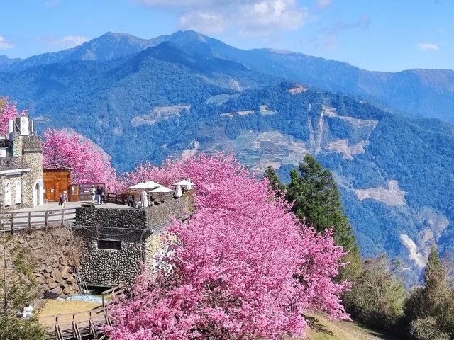 Cingjing Farm Cherry Blossoms: A Floral Fairytale in Taiwan’s Highlands