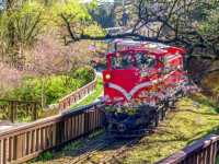 Alishan Cherry Blossoms: A Misty Mountain Dream in Taiwan