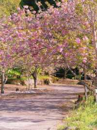 🌸 Kyushu's Must-See Cherry Blossom Paradise: The Sea of Yaezakura at Isshinji Temple 🌸