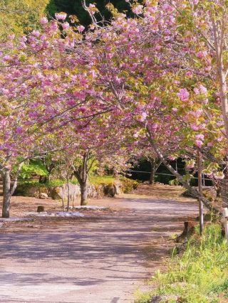 🌸 Kyushu's Must-See Cherry Blossom Paradise: The Sea of Yaezakura at Isshinji Temple 🌸