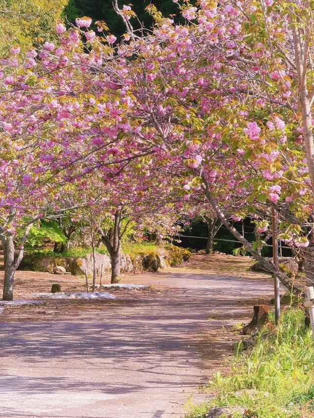 🌸 Kyushu's Must-See Cherry Blossom Paradise: The Sea of Yaezakura at Isshinji Temple 🌸