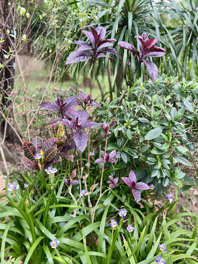 置身和式庭園🌷🦜體驗鳥語花香✨大埔海濱公園🏞️