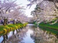 日本三大賞櫻名所之一：弘前公園櫻花海