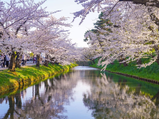 日本三大賞櫻名所之一：弘前公園櫻花海