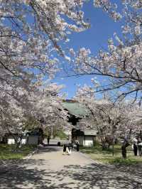 Cherry Blossoms Above the Clouds: Spring at Tenjoji Temple