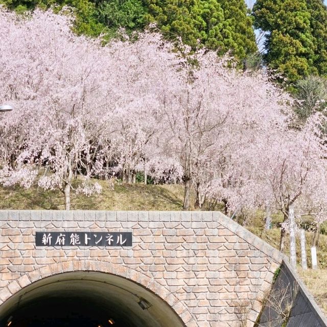 3色混ざったこの景色が美しい