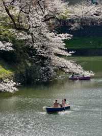 Chidorigafuchi Sakura – Tokyo’s Iconic Moat of Blossoms
