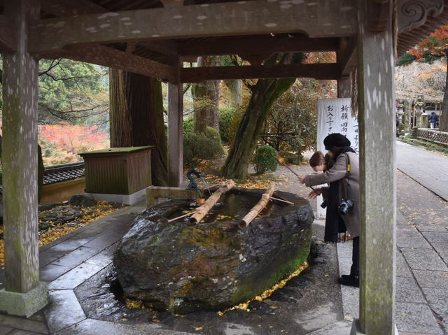 樹齢400年を超える大楓の紅葉