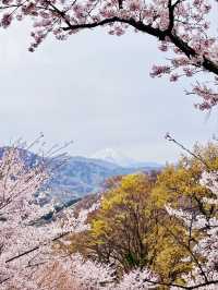  Oboshi Park Sakura – A Fuji-Framed Cherry Blossom Wonderland
