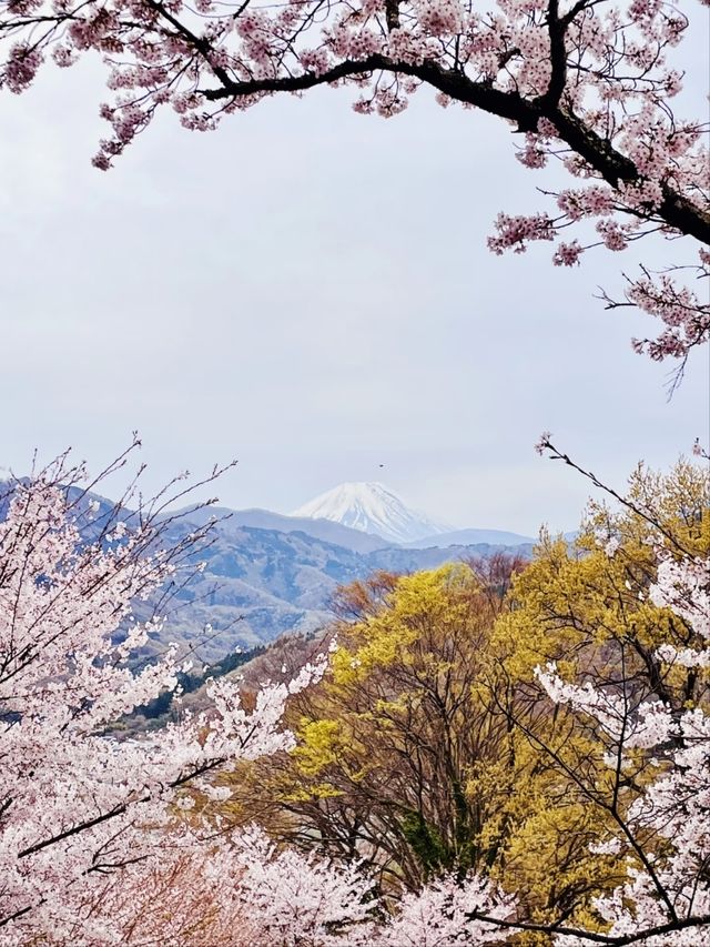  Oboshi Park Sakura – A Fuji-Framed Cherry Blossom Wonderland