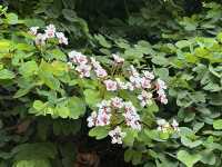 香港好去處 | 復活節賞花(下) | 櫻花 | 魚木 | 首冠藤