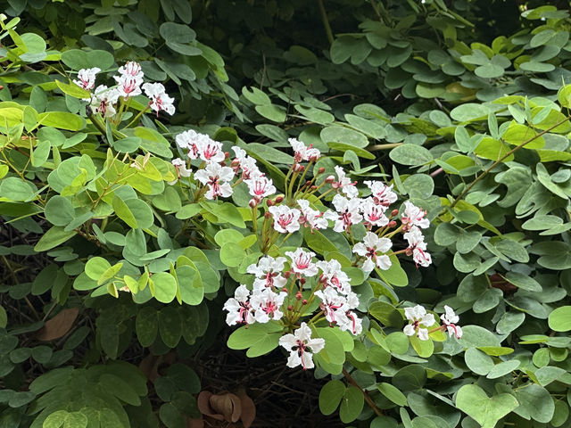 香港好去處 | 復活節賞花(下) | 櫻花 | 魚木 | 首冠藤