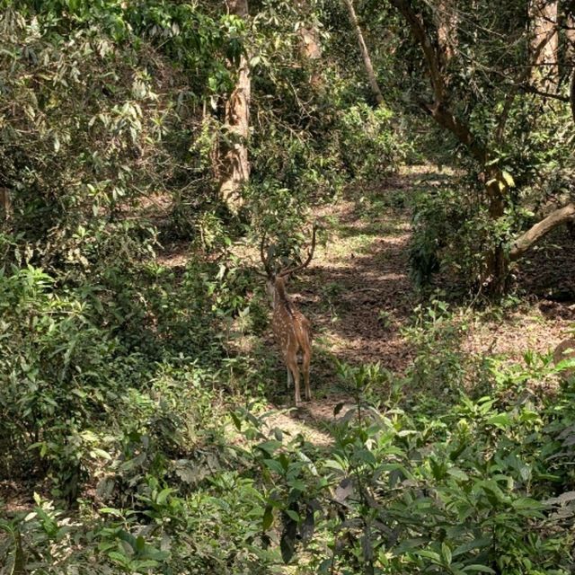 🇳🇵チトワン国立公園