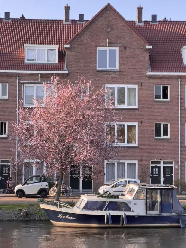 🇳🇱 Amsterdam’s Sakura by the Canal｜A Once-in-a-Springtime Encounter