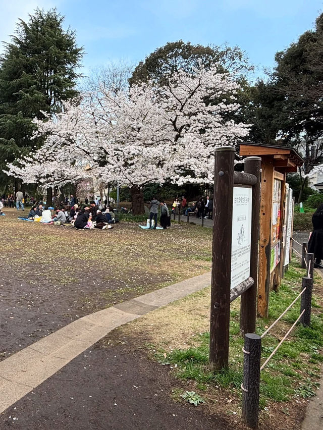 “The Sakura Vein: Whispering Spring along Meguro River”