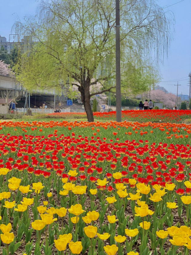 봄은 튤립의 계절 🌷🌷
