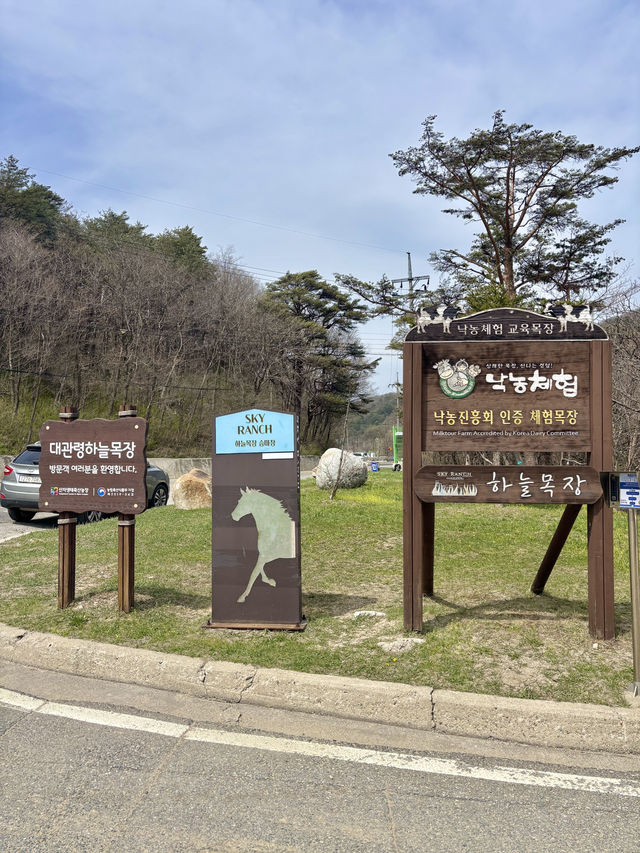 목장 정상에서 뛰어놀기 좋은 대관령 하늘 목장💙