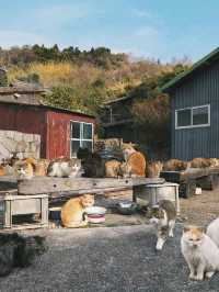 Aoshima Island Adventure: Japan’s Purr-fect Cat Paradise
