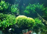 #新加坡S.E.A Aquarium-新加坡聖淘沙島