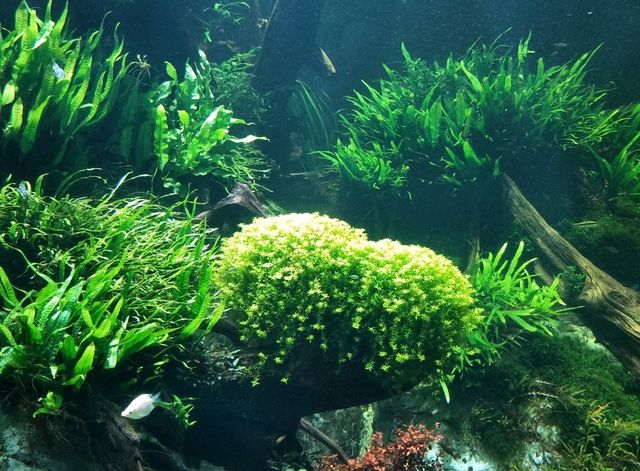 #新加坡S.E.A Aquarium-新加坡聖淘沙島