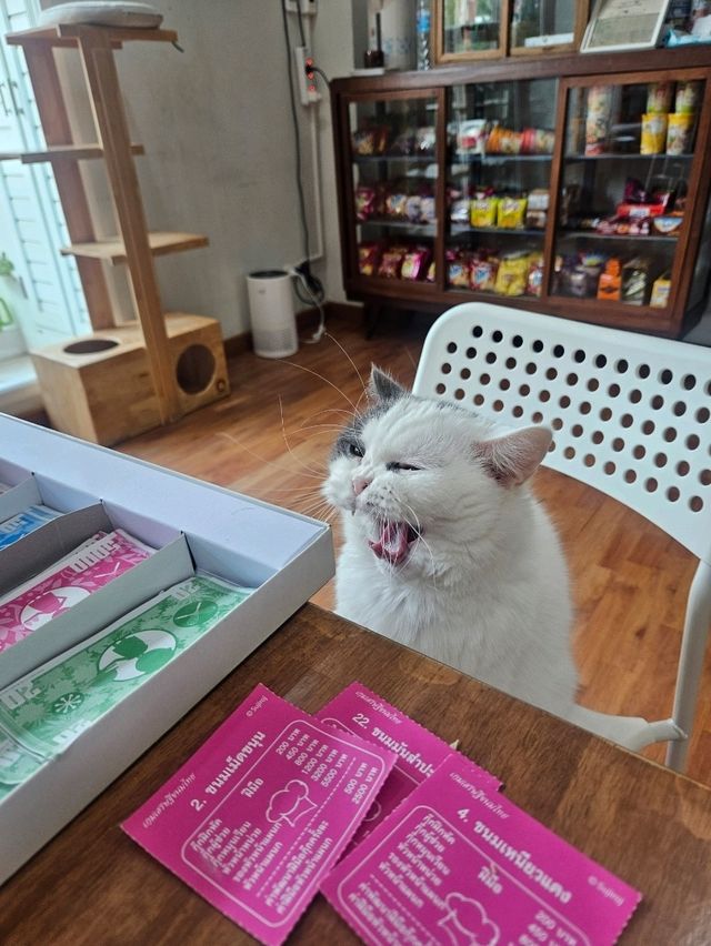 Catster คาเฟ่แมวจร ถูกใจตัวไหน รับกลับได้!!