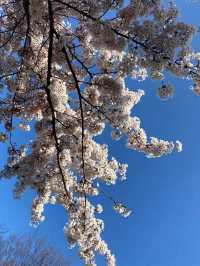 Sakura Viewing at Nakajima Park in Hokkaido
