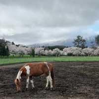 A Spring Day at Koiwai Farm