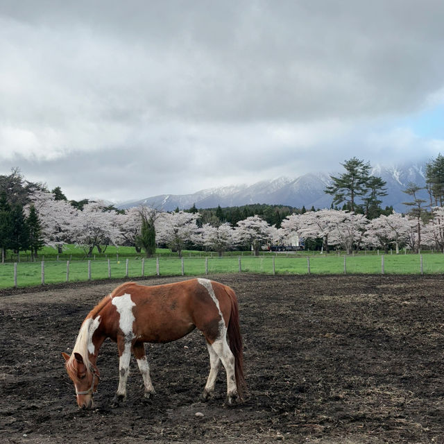 A Spring Day at Koiwai Farm