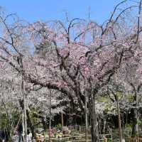 Sakura Blooming in Hiroshima: A City in Full Bloom