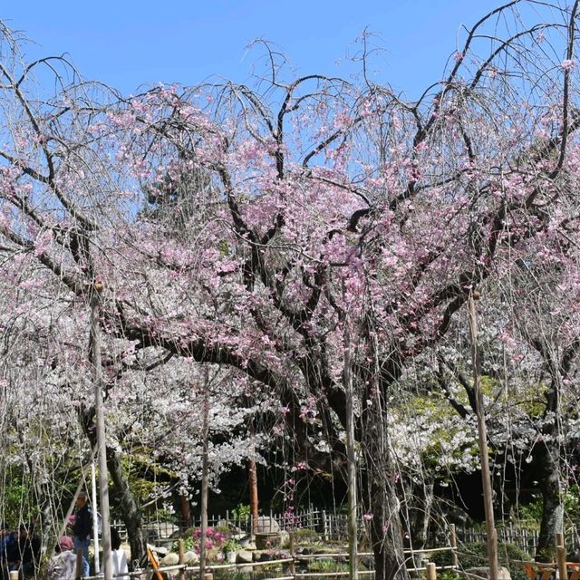 Sakura Blooming in Hiroshima: A City in Full Bloom