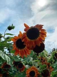 香港｜有向日葵花海的地方🌻——元朗信芯園