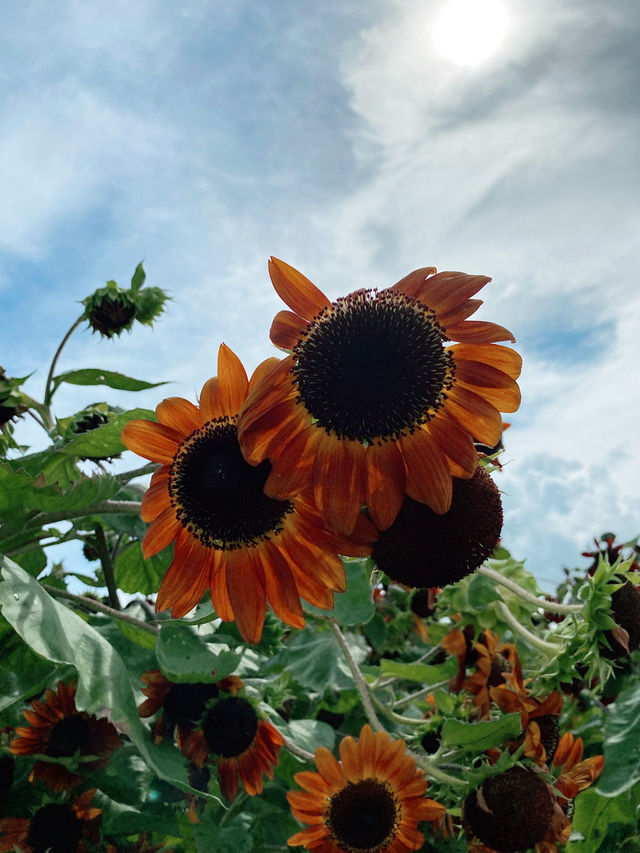香港｜有向日葵花海的地方🌻——元朗信芯園