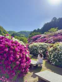 京都 ❤︎ ピンク🩷紫💜白🤍のカラフルな花園 