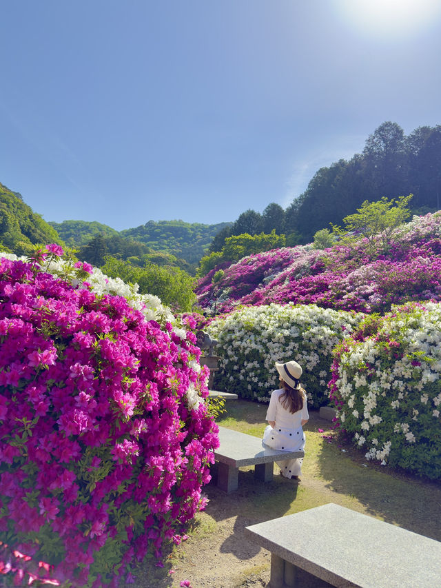 京都 ❤︎ ピンク🩷紫💜白🤍のカラフルな花園 