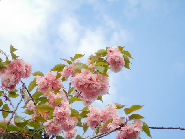【경주 겹벚꽃】벚꽃 터널 속 1박 2일 감성 여행🌸
