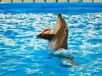 Title: Dive into Delight: A Day at Pattaya Dolphinarium