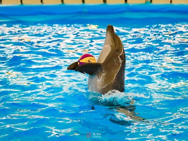 Title: Dive into Delight: A Day at Pattaya Dolphinarium