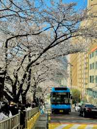 Busan’s Cherry Blossom Season Truly Feels Like Heaven on Earth! 🌸💕
