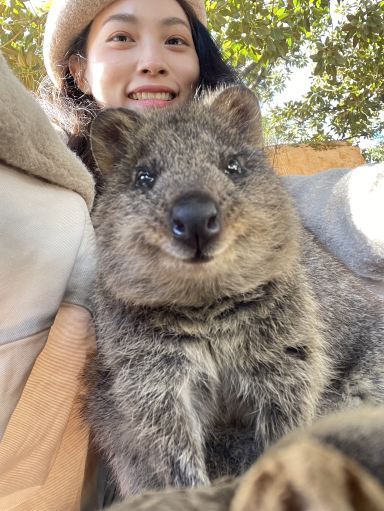 Quokka on Rottnest Island near Perth