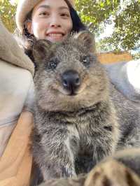 雷神同款羅特尼斯島微笑袋鼠Quokka介紹